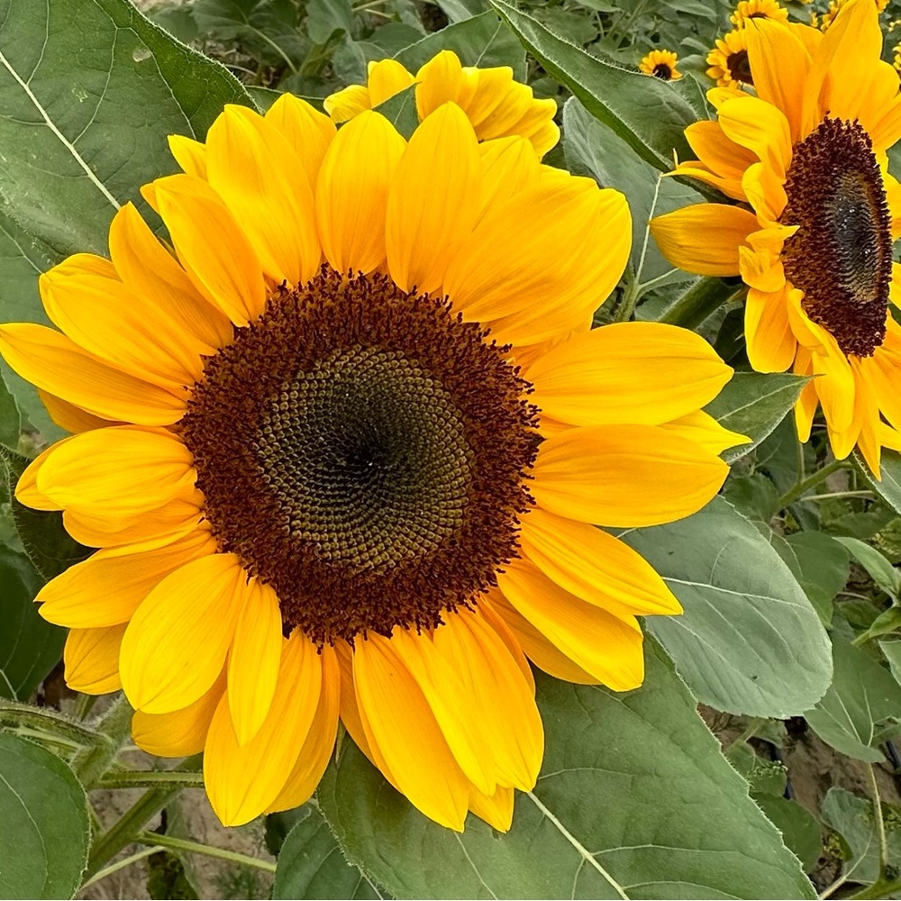 Meet your Posher, Victoria